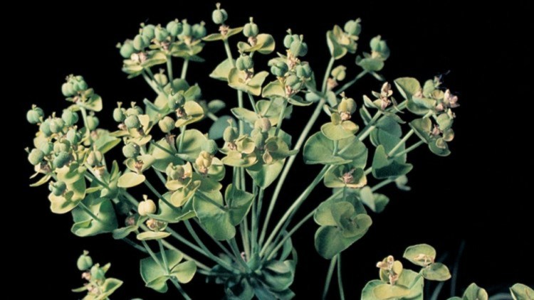 Euphorbia sp