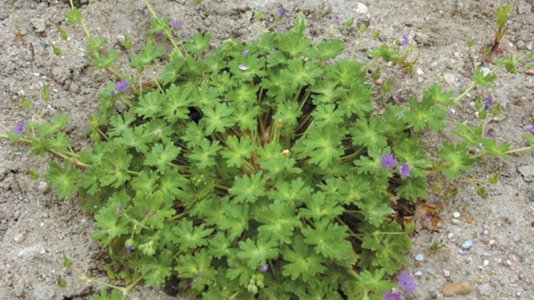 Geranium sp
