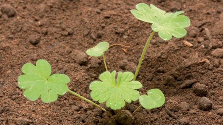 Geranium sp