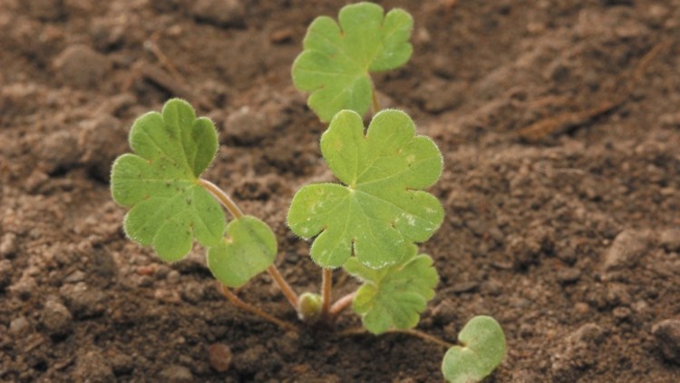 Geranium sp