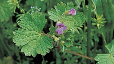 Geranium sp