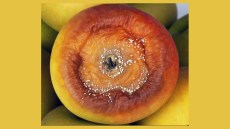 Putregaiul amar la măr