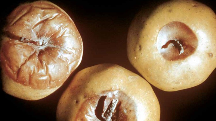 Putregaiul amar la măr