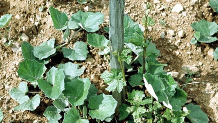 Tetranychina sp