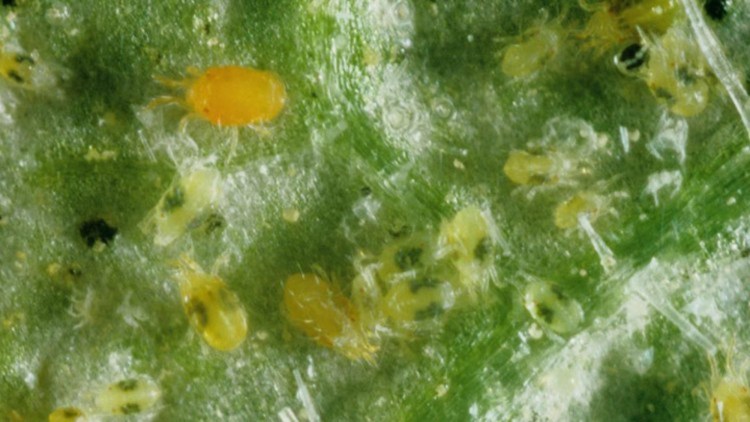 Tetranychina sp