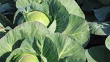 Varză