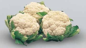 Conopidă