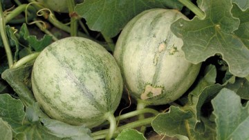 Pepene galben