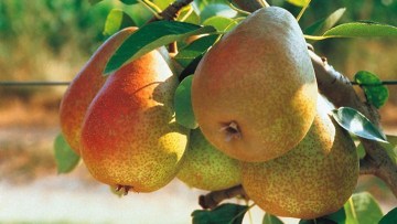 Păr