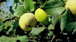 Gutui