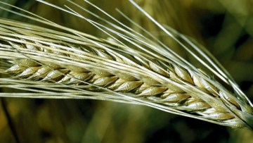 Triticale