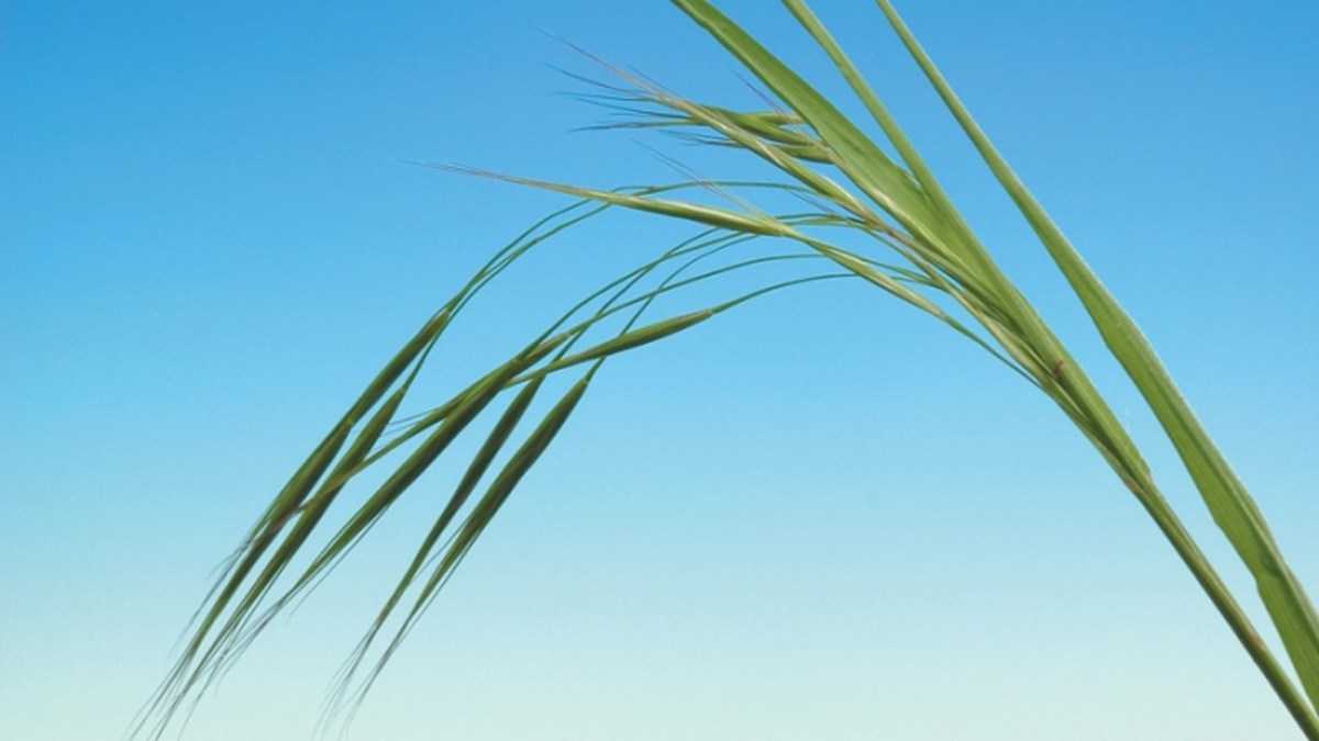 Bromus sterilis (obsiga) - BASF Agricultural Solutions România