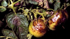 Mana la tomate și la cartof